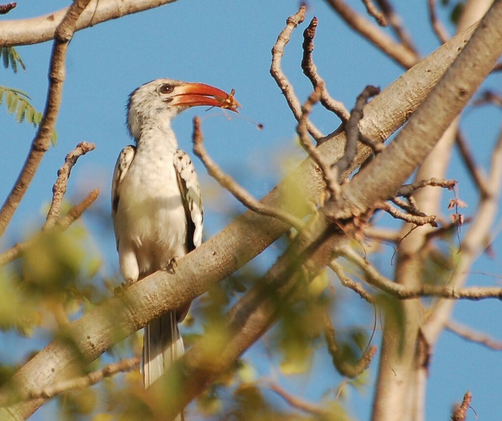 Western Red-billed Hornbilladult, identification