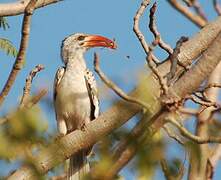 Western Red-billed Hornbill