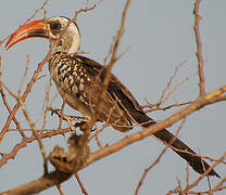 Western Red-billed Hornbill