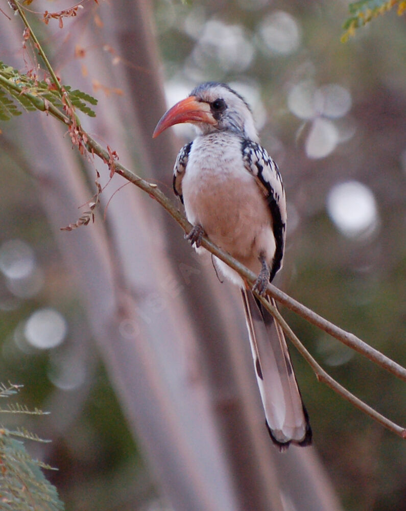 Western Red-billed Hornbill