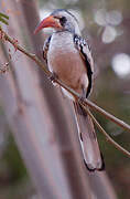 Western Red-billed Hornbill