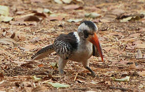 Western Red-billed Hornbill