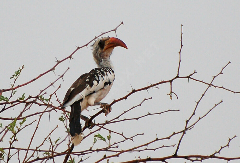 Western Red-billed Hornbill