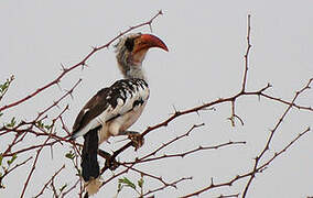 Western Red-billed Hornbill