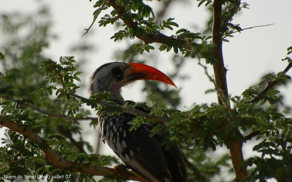 Western Red-billed Hornbill