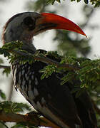 Western Red-billed Hornbill