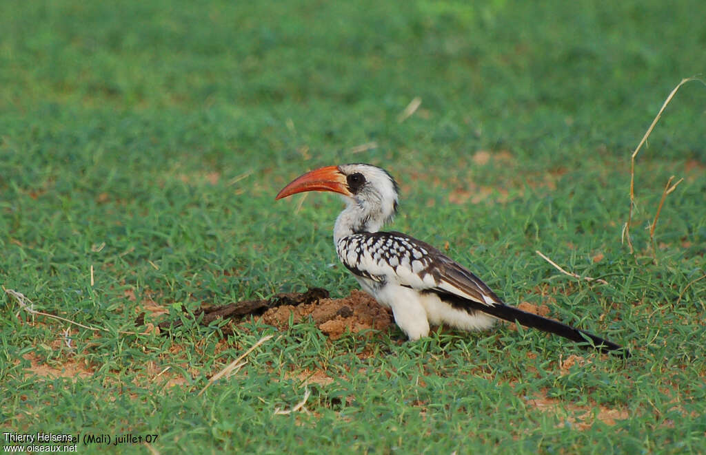 Calao occidental femelle adulte, identification