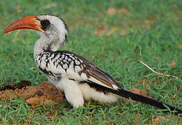 Western Red-billed Hornbill