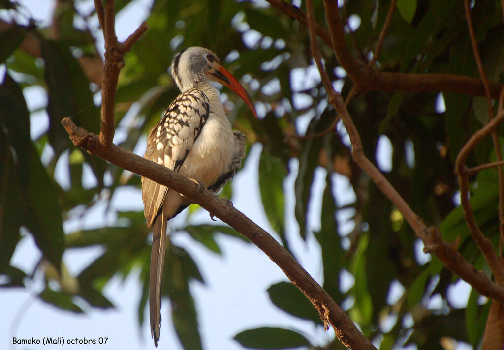 Western Red-billed Hornbilladult