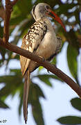 Western Red-billed Hornbill