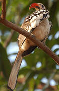 Western Red-billed Hornbill