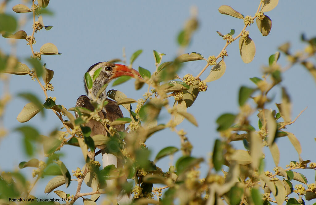 Western Red-billed Hornbill