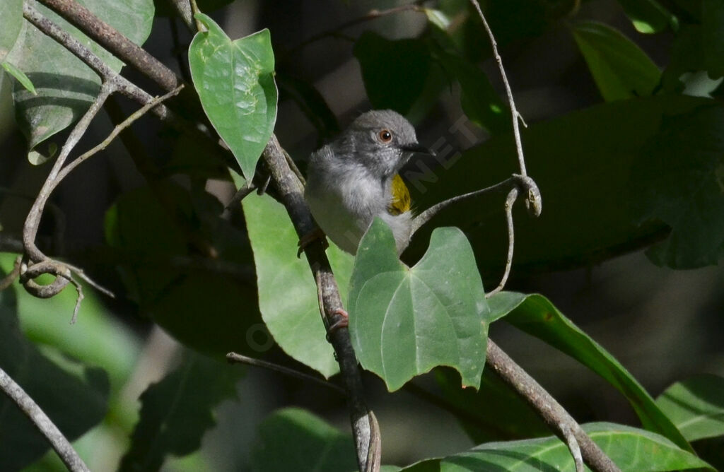 Grey-backed Camaropteraadult