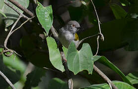 Grey-backed Camaroptera