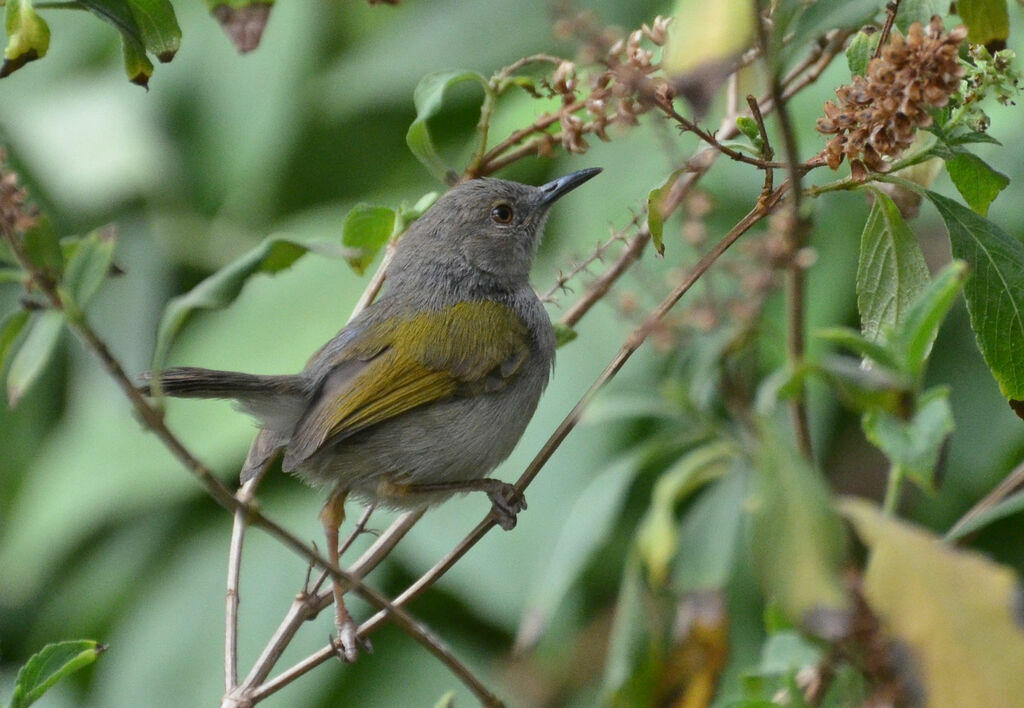 Camaroptère à dos grisadulte, identification