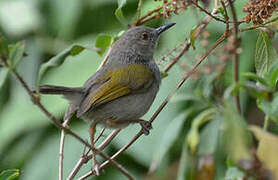 Grey-backed Camaroptera