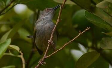 Camaroptère à dos gris