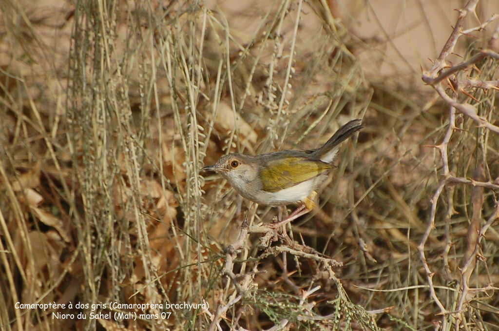 Grey-backed Camaroptera