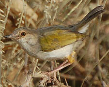 Grey-backed Camaroptera