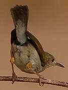 Grey-backed Camaroptera