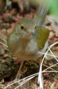 Grey-backed Camaroptera