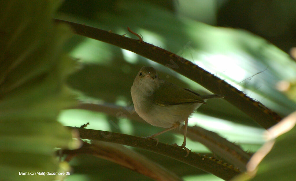 Grey-backed Camaroptera