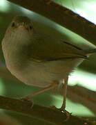 Grey-backed Camaroptera