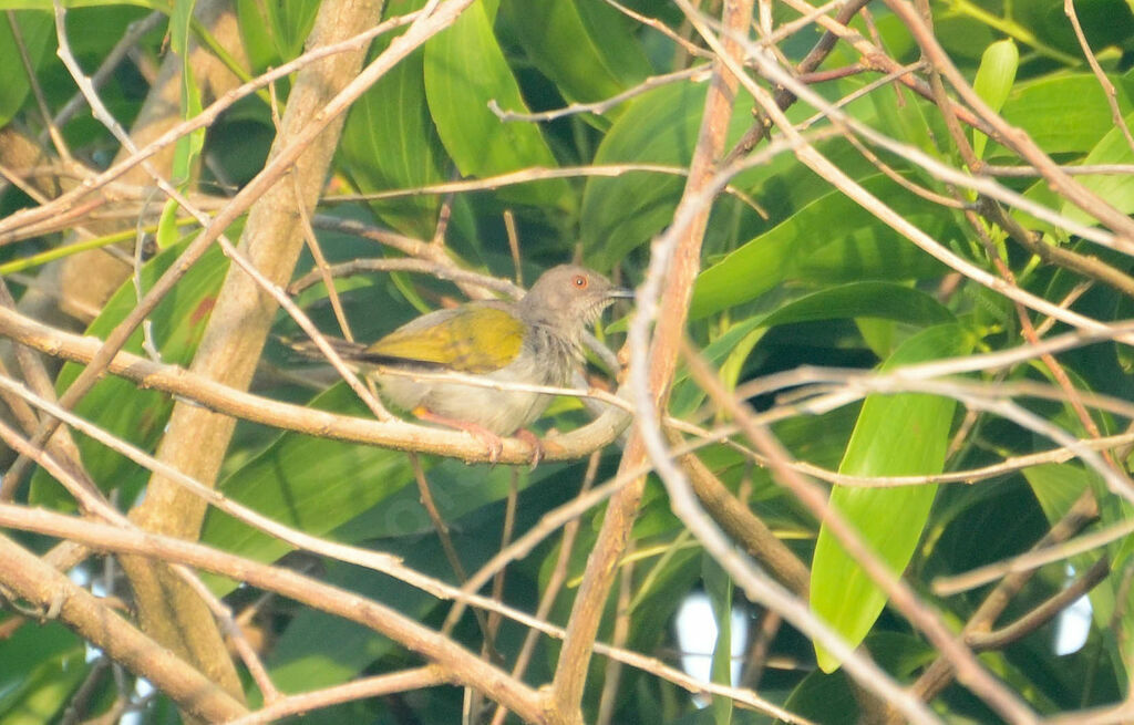 Grey-backed Camaropteraadult