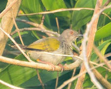 Grey-backed Camaroptera