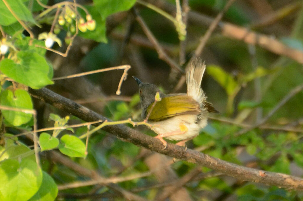 Grey-backed Camaroptera