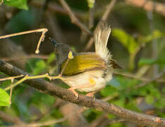 Grey-backed Camaroptera