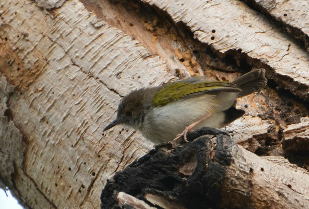 Camaroptère à dos grisadulte, identification