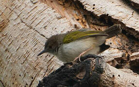 Grey-backed Camaroptera