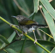 Grey-backed Camaroptera