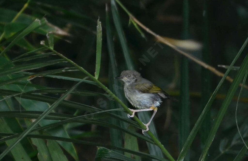 Camaroptère à dos grisimmature, identification