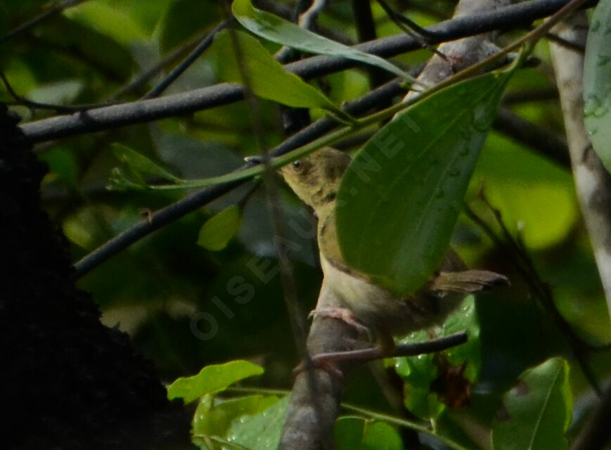 Green-backed Camaropteraadult