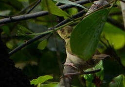 Green-backed Camaroptera