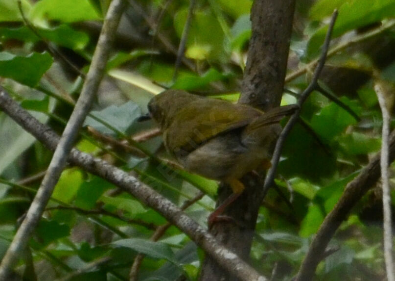 Camaroptère à tête griseadulte