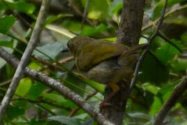 Green-backed Camaroptera