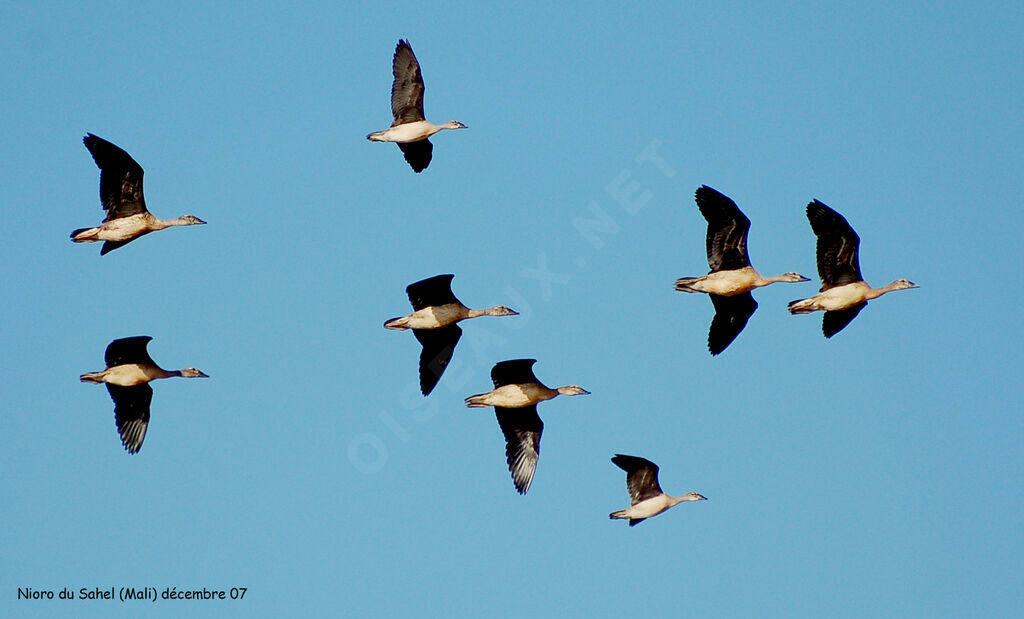 Canard à bosse