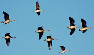 Knob-billed Duck