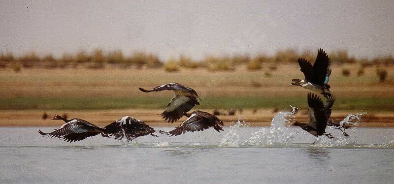 Knob-billed Duckadult