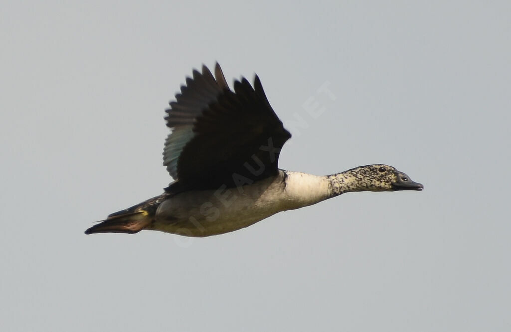 Knob-billed Duckadult, Flight