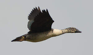 Knob-billed Duck