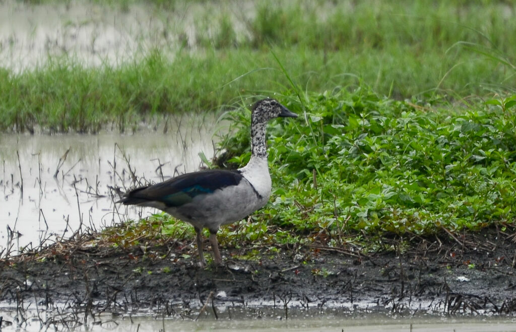 Knob-billed Duckadult, identification