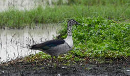 Canard à bosse