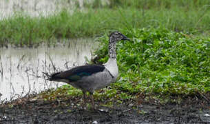 Knob-billed Duck