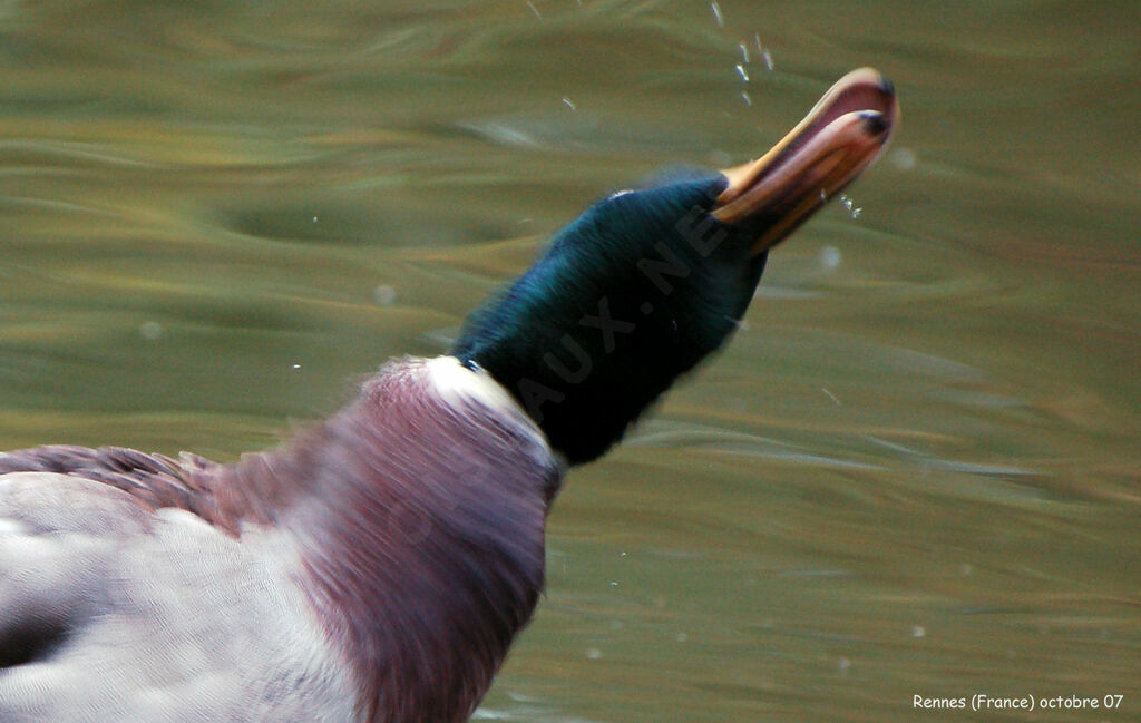 Canard colvert mâle adulte