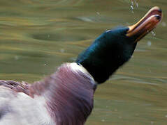 Canard colvert