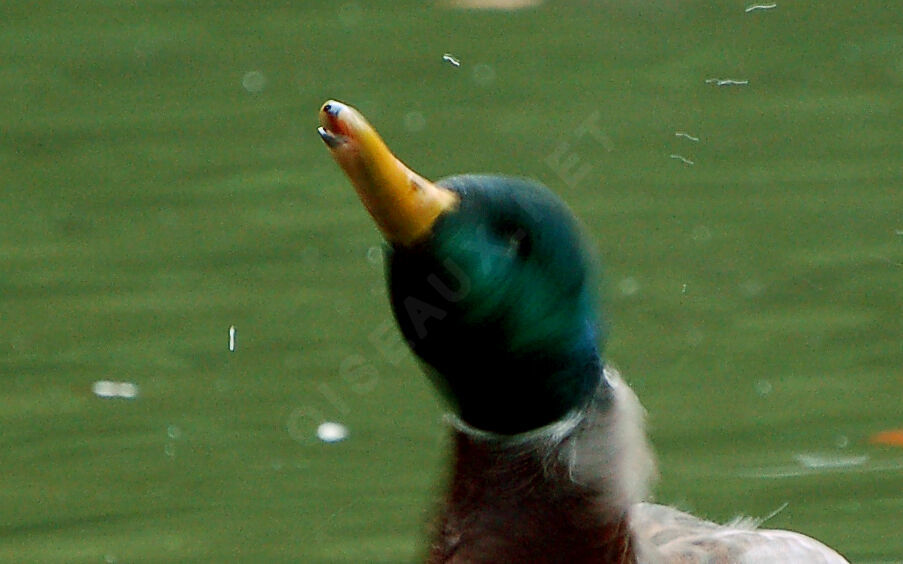 Canard colvert mâle adulte